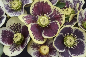 Helleborus 'Rio Carnival' New 2024